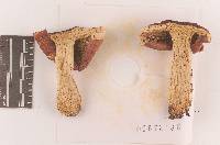 Russula tenuiceps image