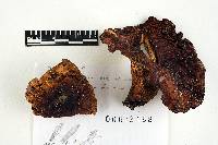 Russula ventricosipes image
