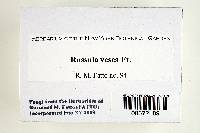Russula vesca image