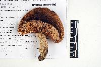 Russula sulcatipes image