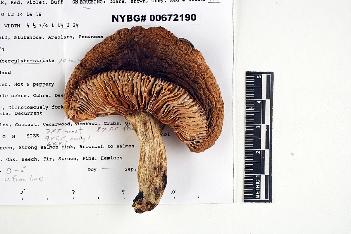 Russula sulcatipes image