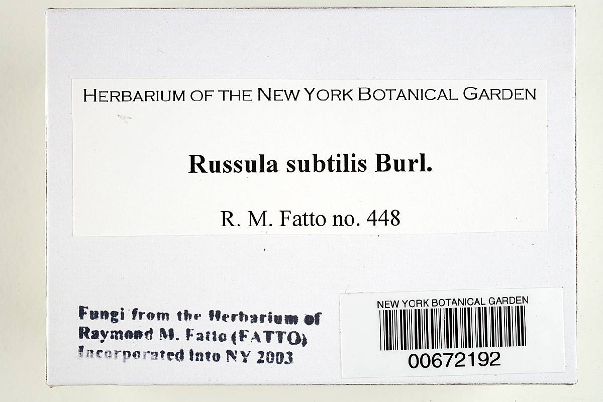Russula subtilis image
