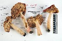 Russula subtenuiceps image