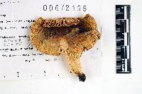 Russula vesca image