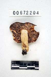 Russula velenovskyi image