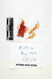 Russula tenuiceps image