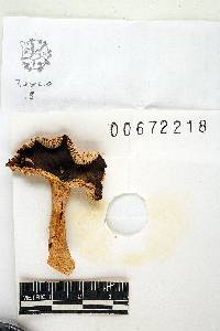 Russula amoenicolor image