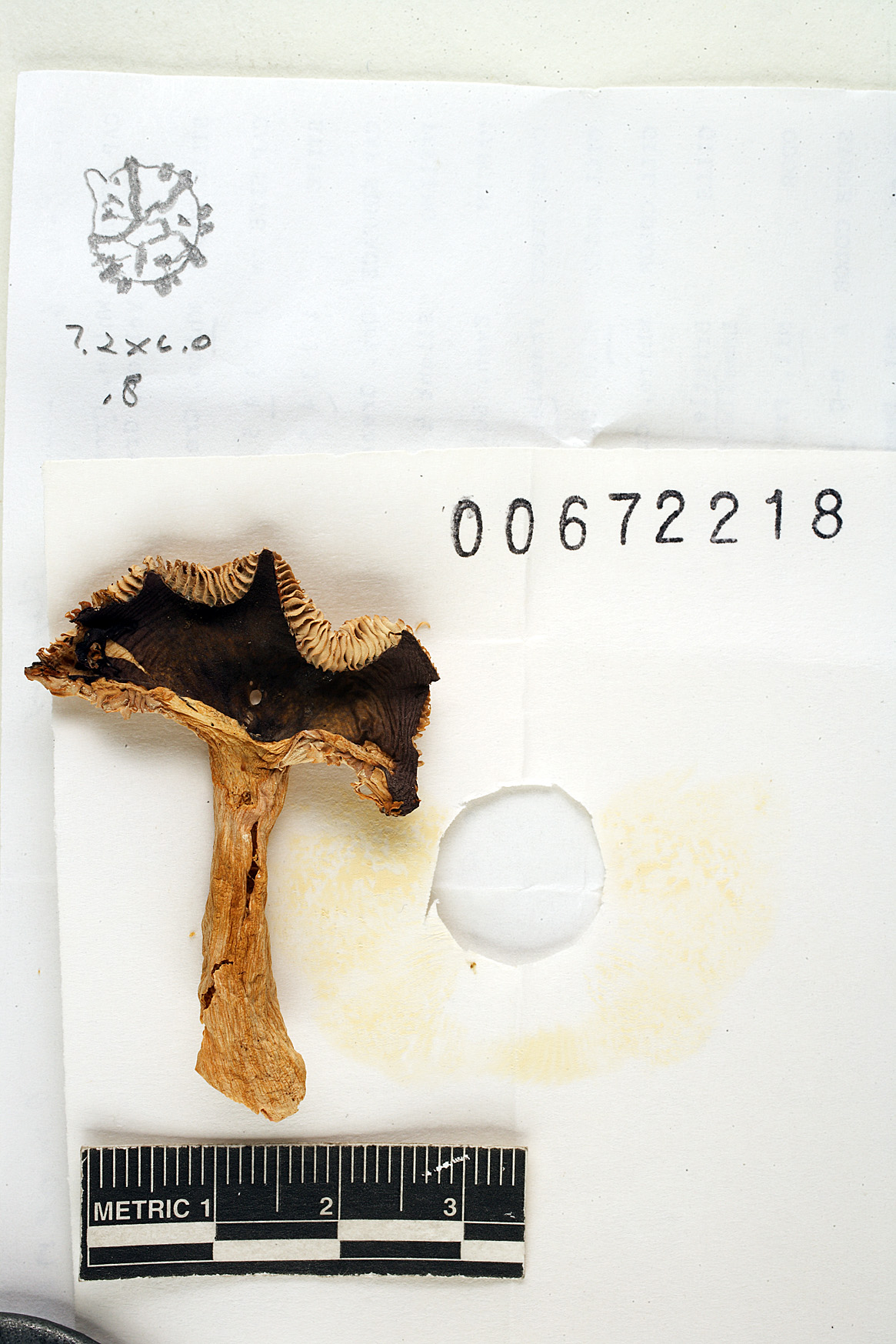 Russula amoenicolor image