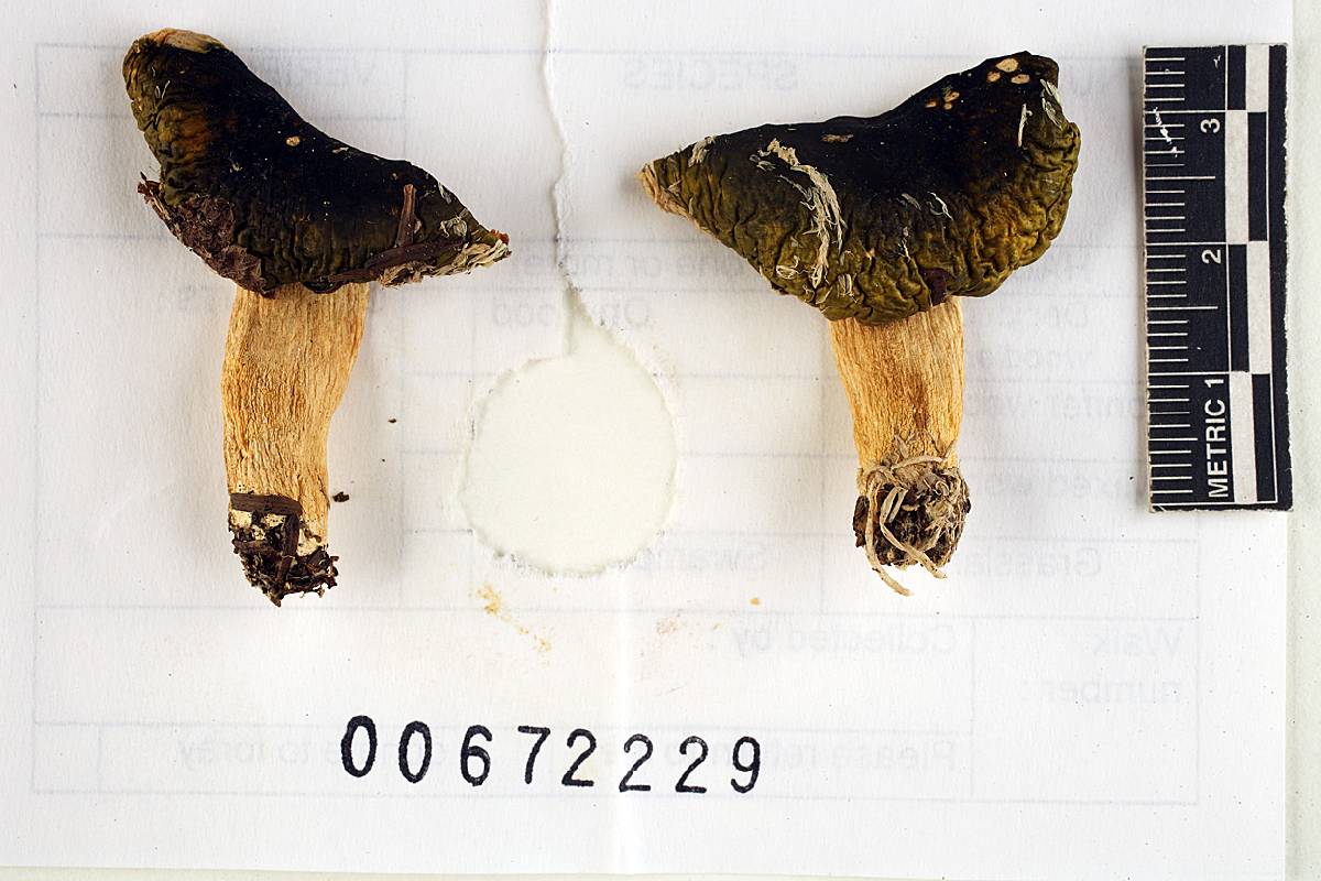Russula adulterina image