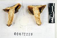 Russula adulterina image