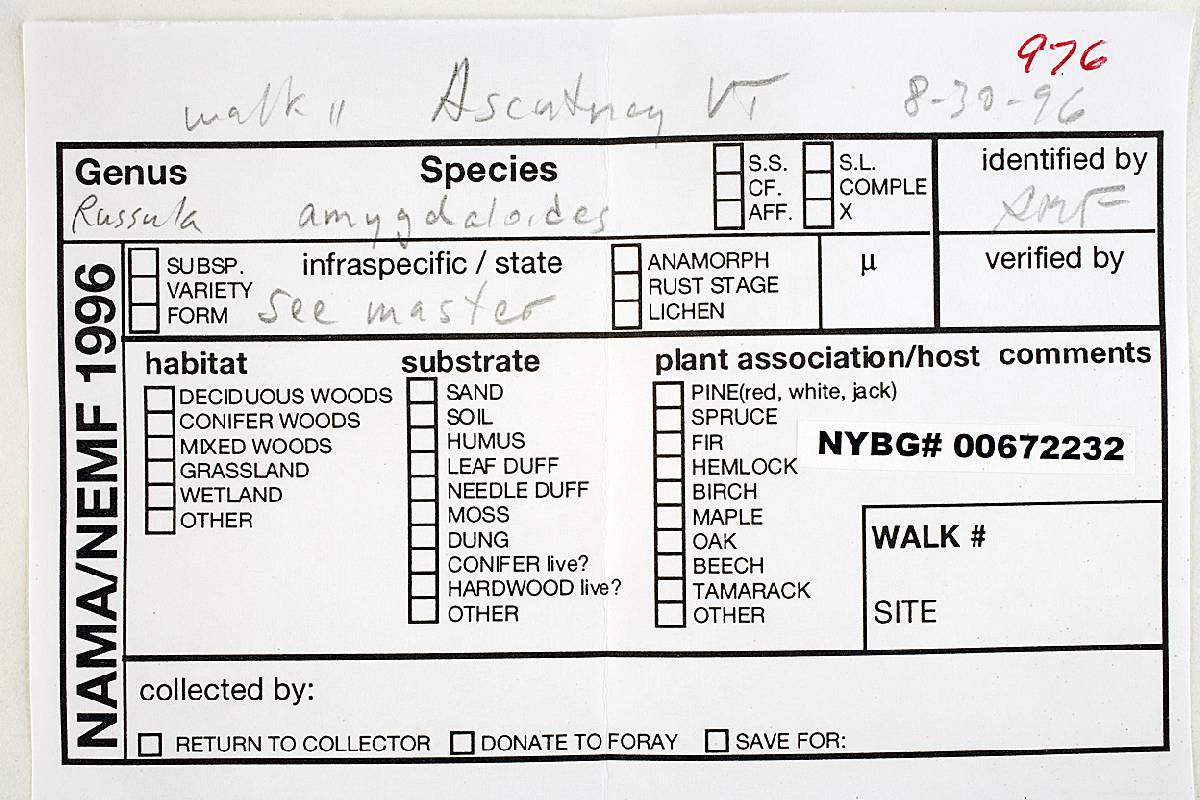 Russula amygdaloides image