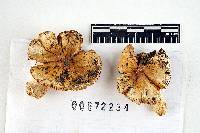 Russula albella image