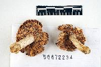 Russula albella image