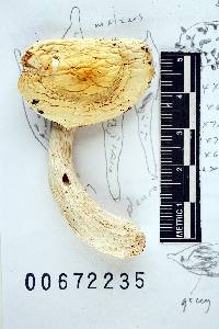Russula albida image