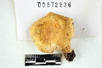 Russula alcalinicola image