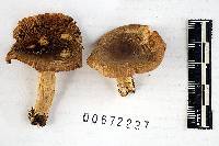 Russula amoenolens image