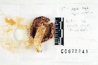 Russula amethystina image