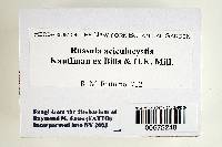 Russula aciculocystis image