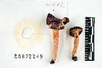 Russula aciculocystis image