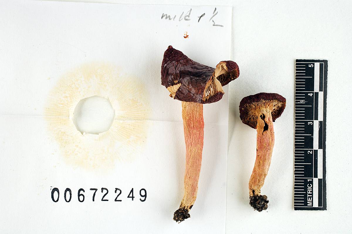 Russula aciculocystis image