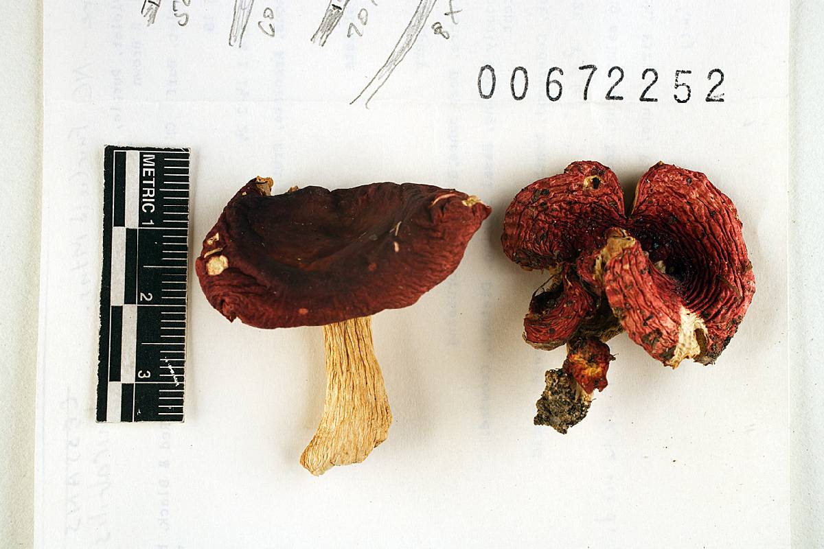 Russula admirabilis image
