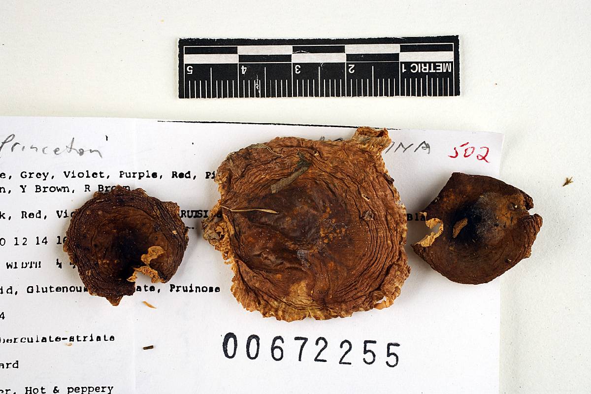 Russula abietina image