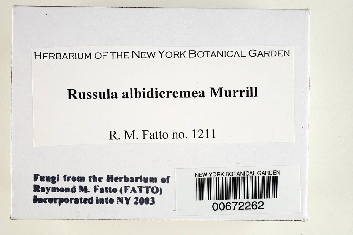 Russula albidicremea image