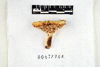 Russula albidula image