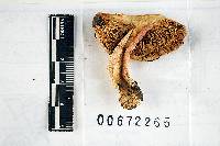 Russula avellaneiceps image