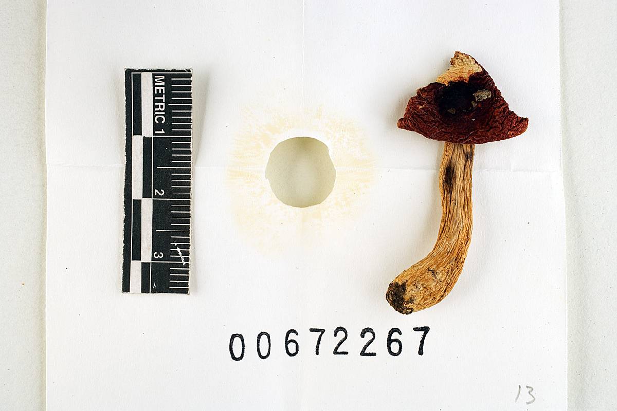 Russula appalachiensis image