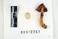Russula appalachiensis image