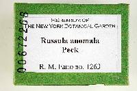 Russula anomala image