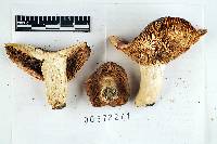 Russula aurantiolutea image