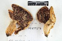 Russula basifurcata image