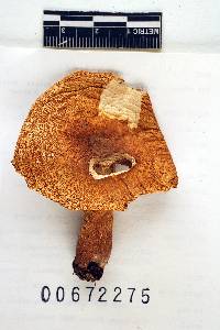 Russula ballouii image