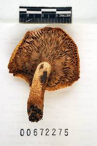 Russula ballouii image