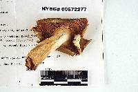 Russula basifurcata image