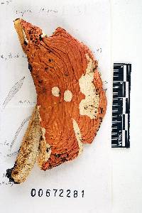Russula lundellii image