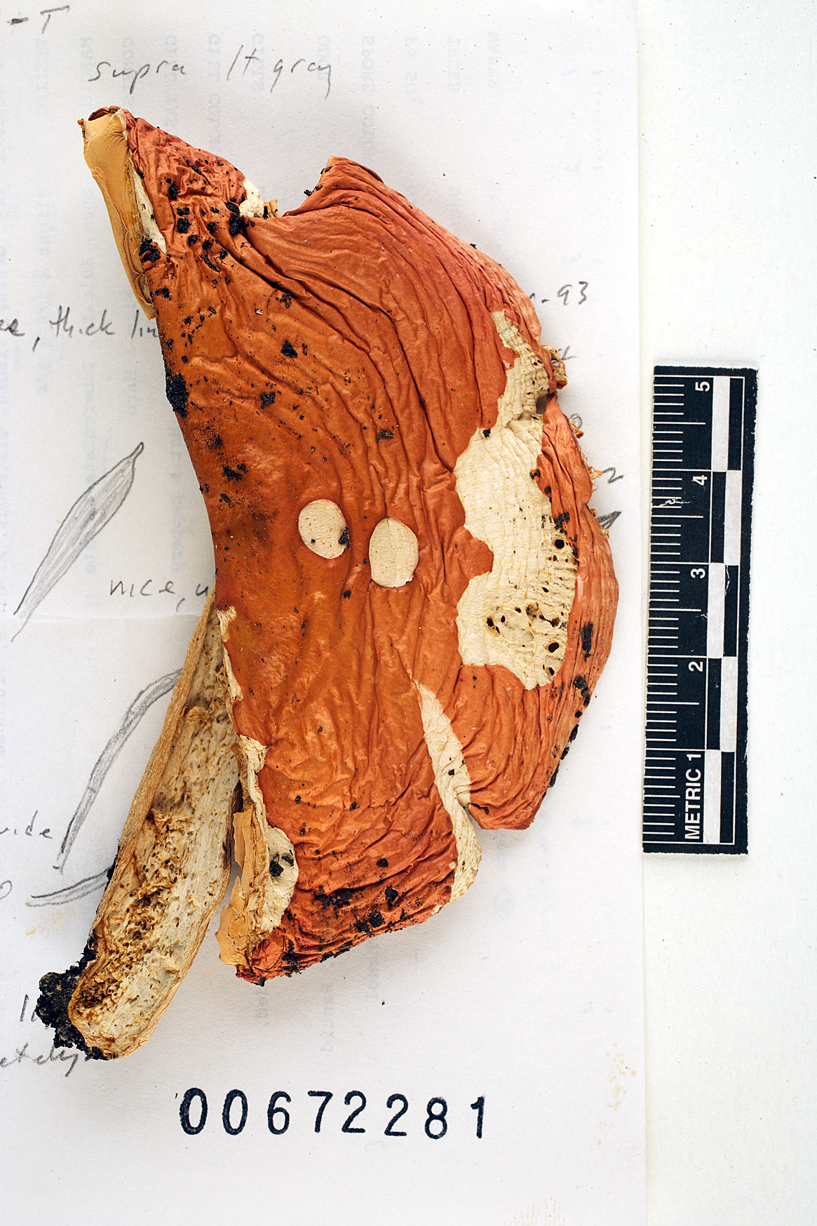 Russula lundellii image