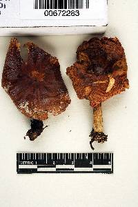 Russula aquosa image