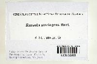 Russula astringens image