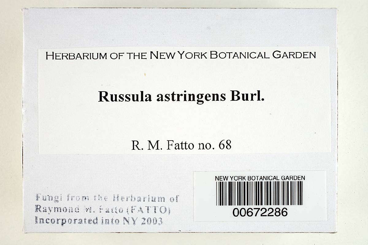 Russula astringens image