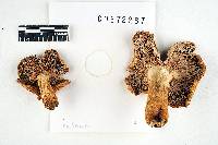 Russula ballouii image