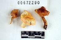 Russula betularum image