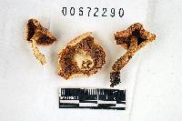 Russula betularum image