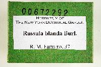 Russula blanda image