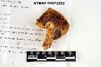 Russula blanda image