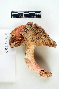 Russula crataegorum image