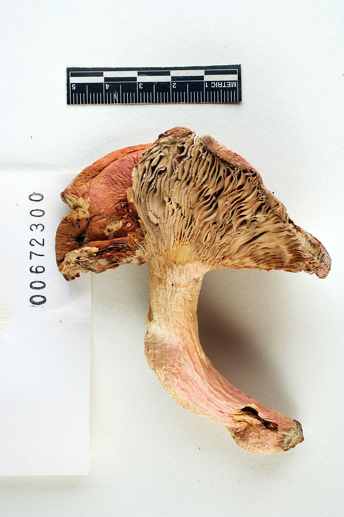 Russula crataegorum image