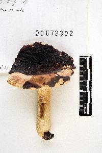 Russula brunneoviolacea image